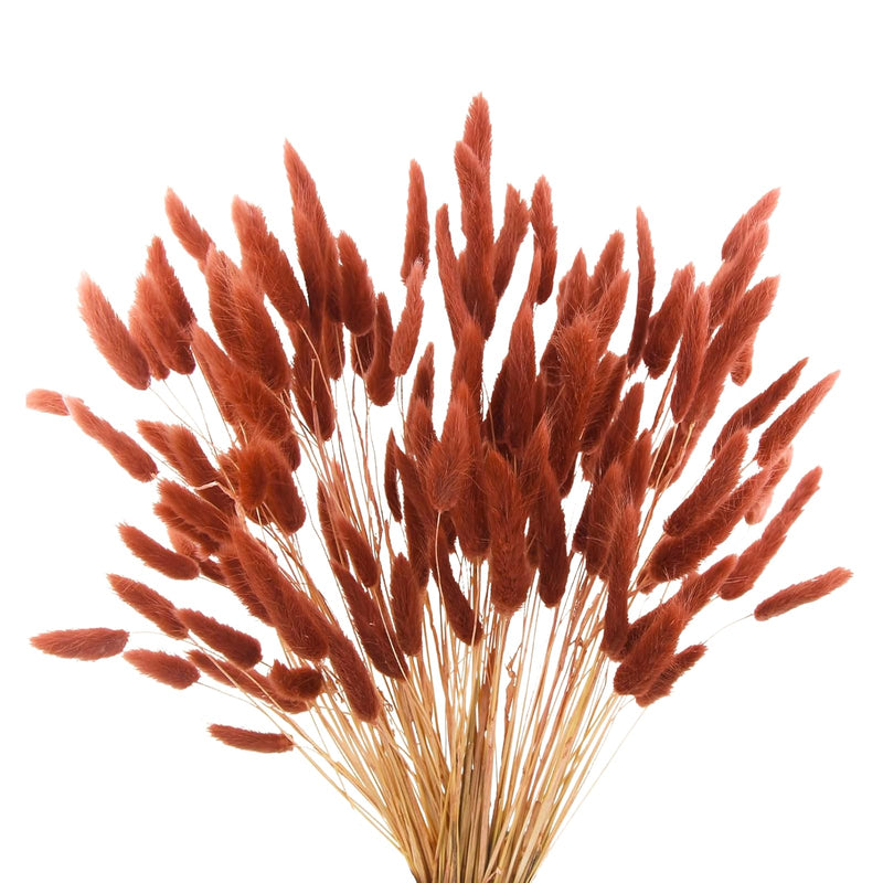 120pcs Burnt Orange Bunny Tails Dried Flowers17